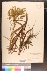 Solidago pinetorum image