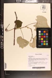 Vitis labrusca image