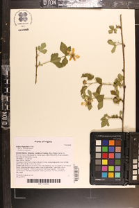 Rubus flagellaris image