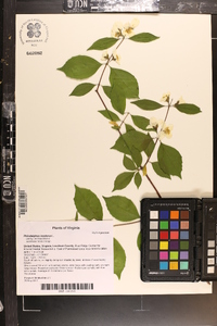 Philadelphus inodorus image