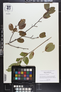 Amelanchier laevis image