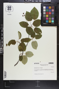 Amelanchier laevis image