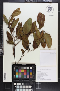 Smilax laurifolia image