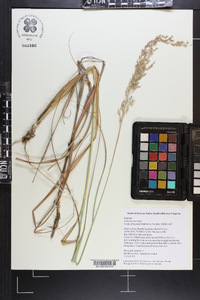 Panicum amarum image