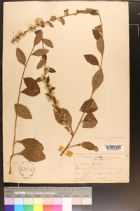 Solidago bicolor image