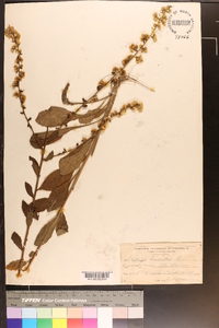 Solidago bicolor image