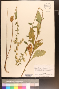 Solidago bicolor image