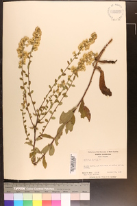 Solidago bicolor image
