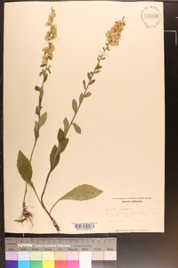 Solidago bicolor image