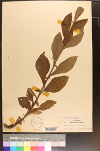 Solidago bicolor image