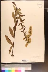 Solidago bicolor image