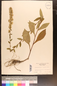 Solidago bicolor image