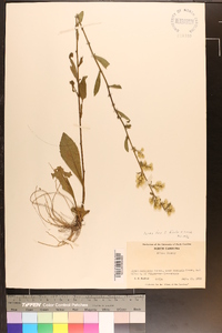 Solidago bicolor image