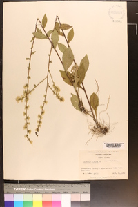 Solidago bicolor image