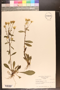 Chrysopsis mariana image