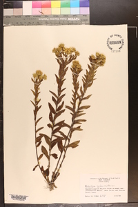 Heterotheca mariana image
