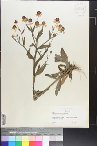 Helenium flexuosum image