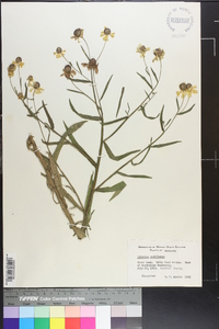 Helenium flexuosum image