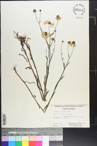 Helenium flexuosum image