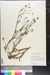 Helenium flexuosum image