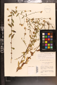 Aster gracilis image