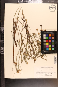 Aster gracilis image