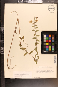 Aster gracilis image