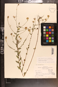 Aster gracilis image