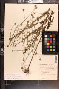 Aster gracilis image