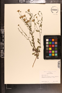 Aster gracilis image