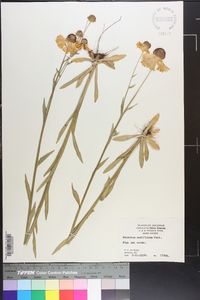 Helenium flexuosum image