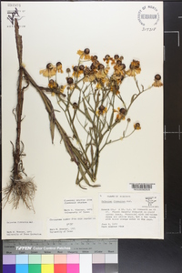 Helenium flexuosum image