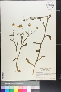 Helenium flexuosum image