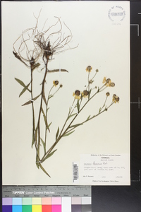 Helenium flexuosum image