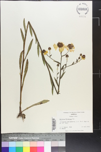 Helenium flexuosum image