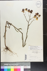 Helenium flexuosum image