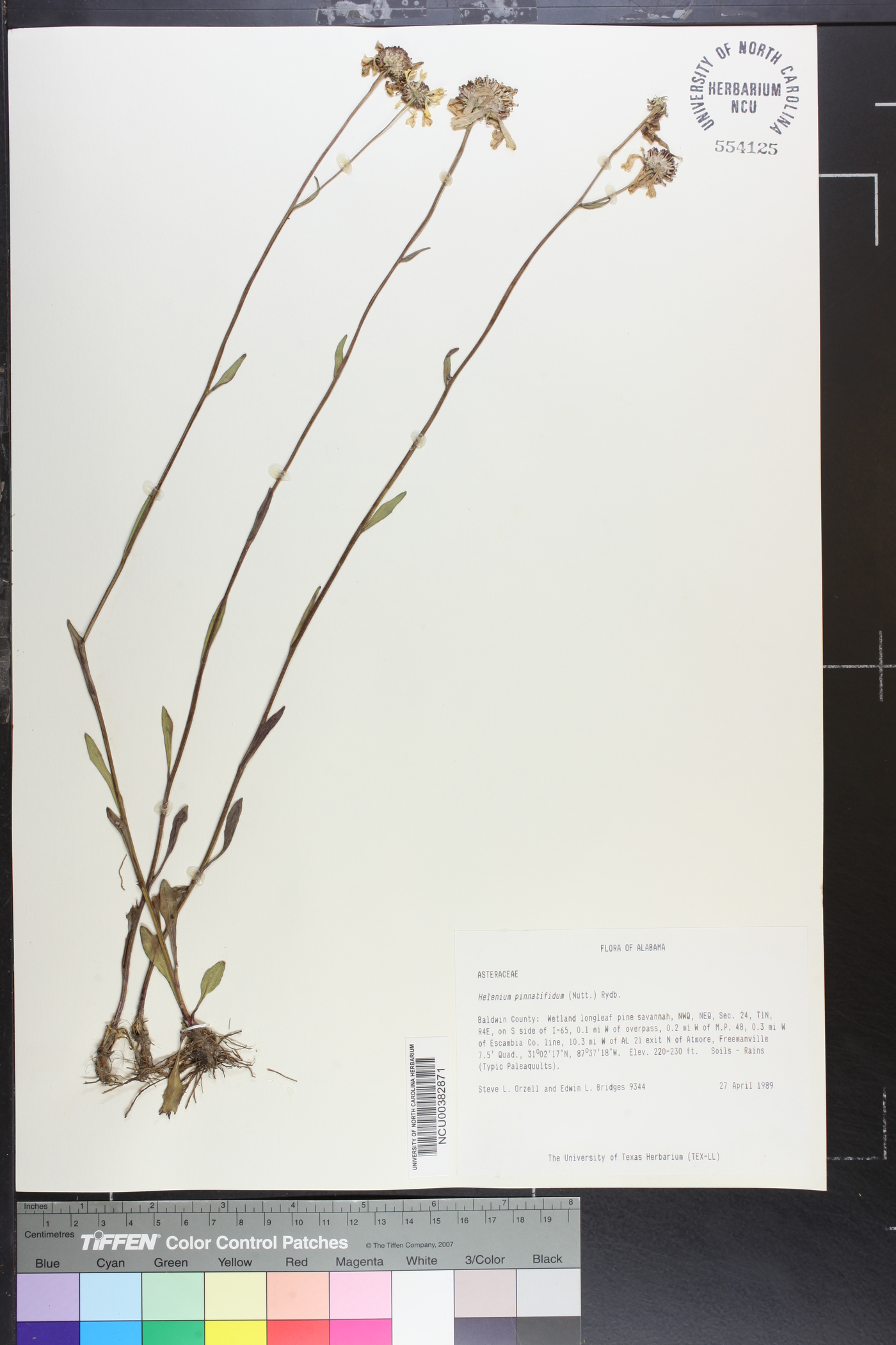 Helenium pinnatifidum image
