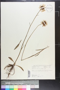 Helenium pinnatifidum image