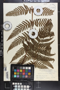 Dryopteris erythrosora image