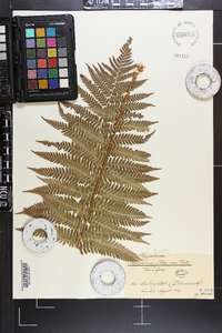 Dryopteris filix-mas image