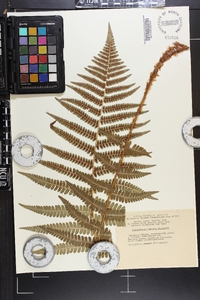 Dryopteris filix-mas image