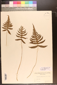 Phegopteris connectilis image