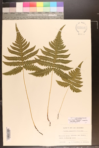 Phegopteris connectilis image