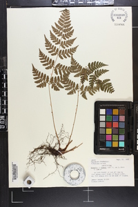 Dryopteris sparsa image