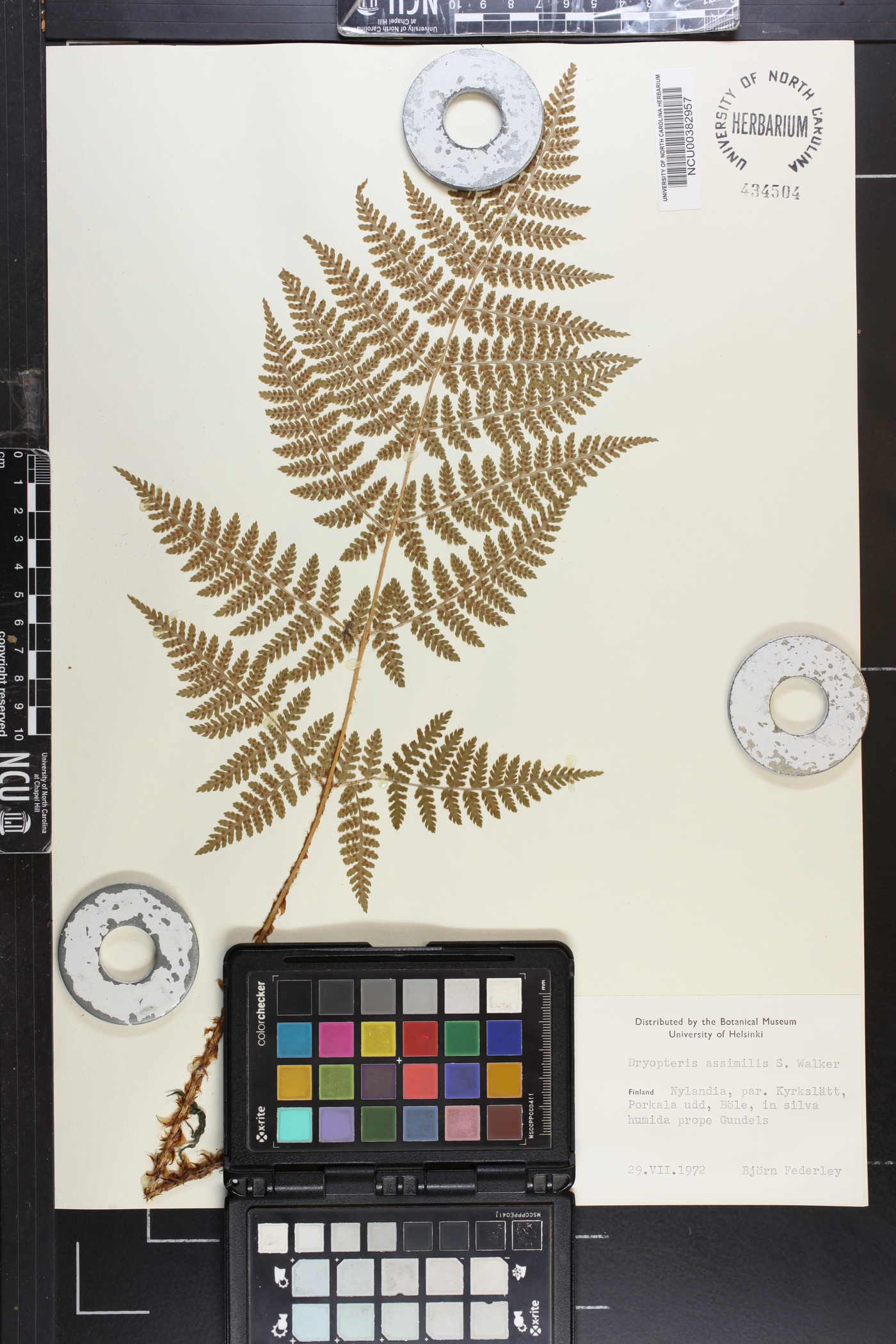 Dryopteris assimilis image