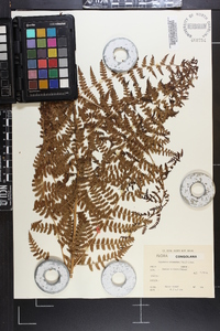 Dryopteris athamantica image