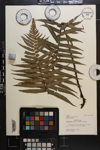 Dryopteris atrata image