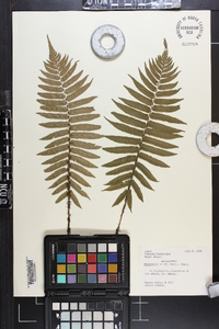 Dryopteris atrata image