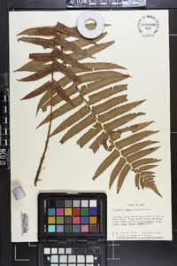 Dryopteris atrata image