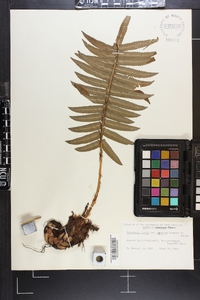 Dryopteris atrata image